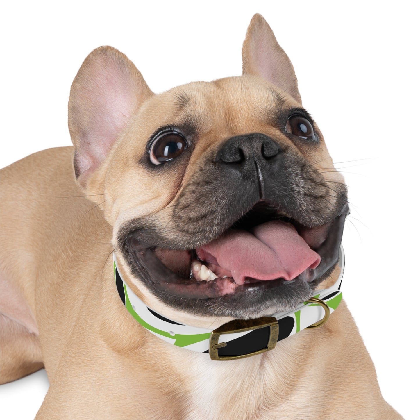 Lime Vivid Petal Edge Dog Collar