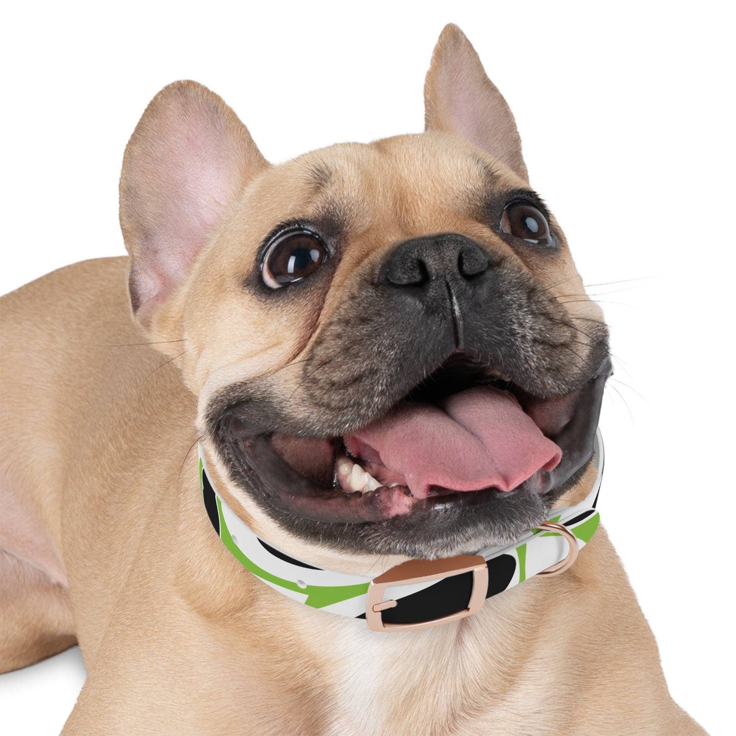 Lime Vivid Petal Edge Dog Collar